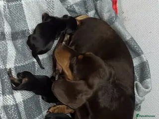 Dachshund dogs 3 girl dachshunds - Advert 3