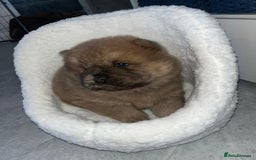 Chow Chow dogs for sale: CHOW CHOW PUPPIES  - Advert 10