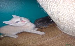 Scottish Fold cats for sale: Scottish fold kittens with straight ears - Advert 6