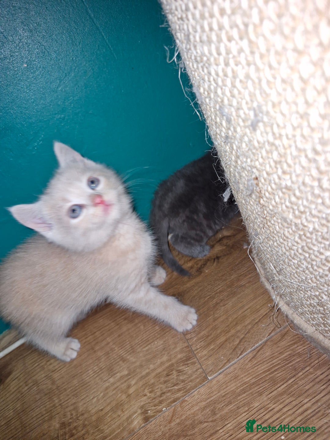 Scottish Fold cats for sale: Scottish fold kittens with straight ears - Advert 6