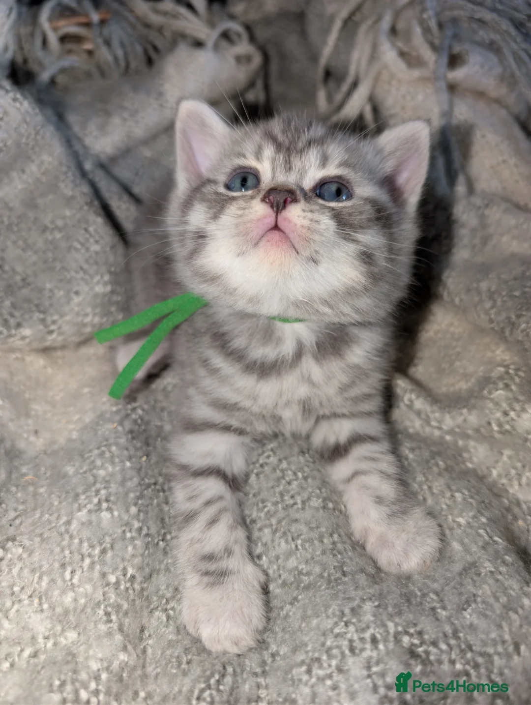 British Shorthair cats for sale: Full British shorthairs  - Advert 2
