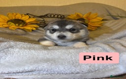Utonagan dogs for sale: 8 Huskey malamutes  - Image 19