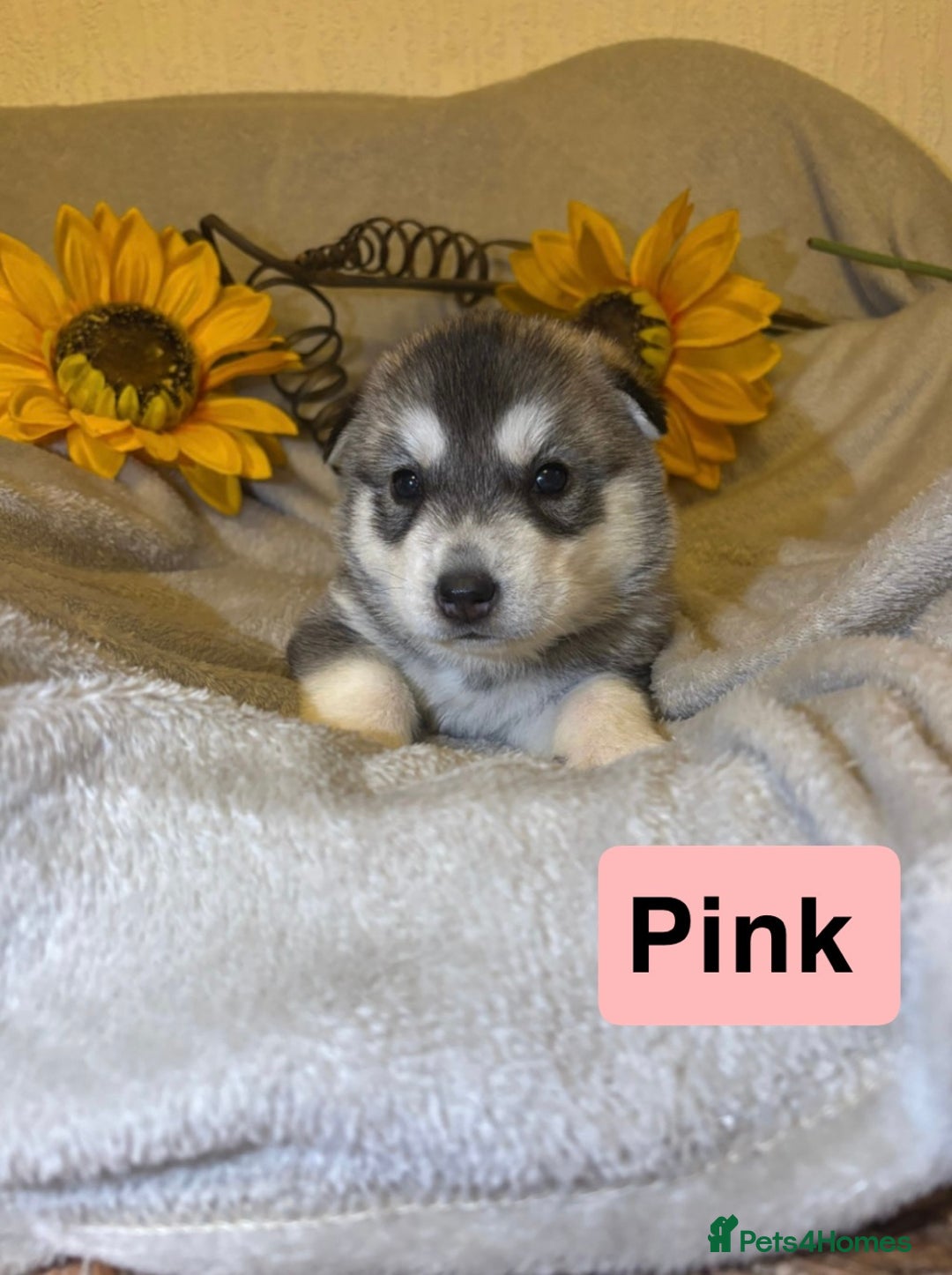 Utonagan dogs for sale: 8 Huskey malamutes  - Image 19