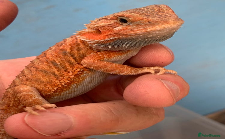 Bearded Dragon reptiles - Advert 1