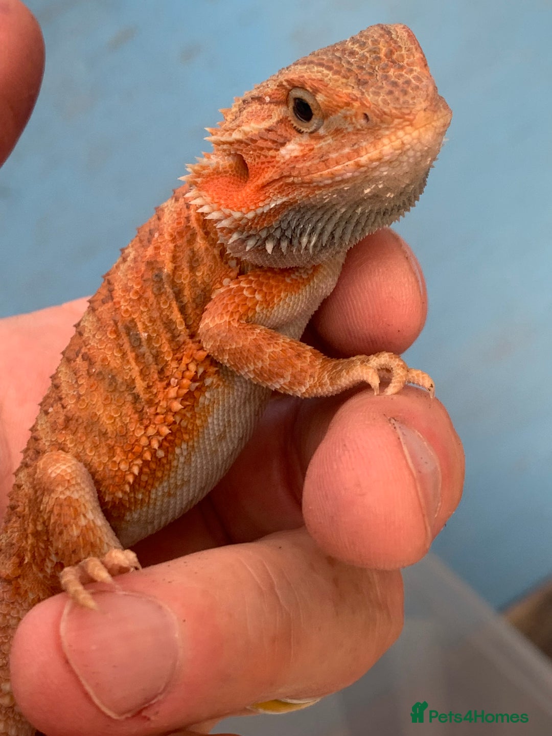 Bearded Dragon reptiles for sale: Bearded dragon babies cb25 - Image 1
