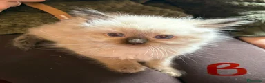 Ragdoll 1