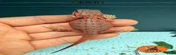 Bearded Dragon reptiles for sale: Stunning baby bearded dragons ready to go!  - Advert 15