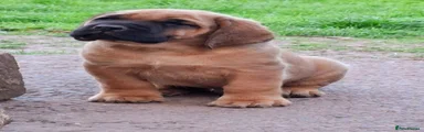 Mastiff Puppy 2
