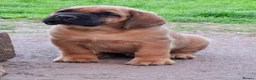 Mastiff dogs for sale: Mastiff puppies  in Galashiels - Advert 29