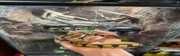 Python Snake reptiles for sale: Snakes and full setup  in Shrewsbury - Advert 6