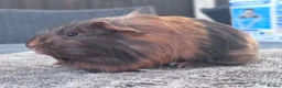 Guinea Pig rodents for sale: Boar and Sow  - Advert 3