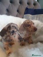 Dachshund dogs - Advert 5