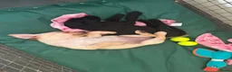Labrador Retriever dogs for sale: Black Labrador Male LAST ONE LEFT - Advert 5