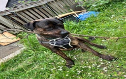 Mixed Breed dogs for sale: Maxiboy  - Image 3