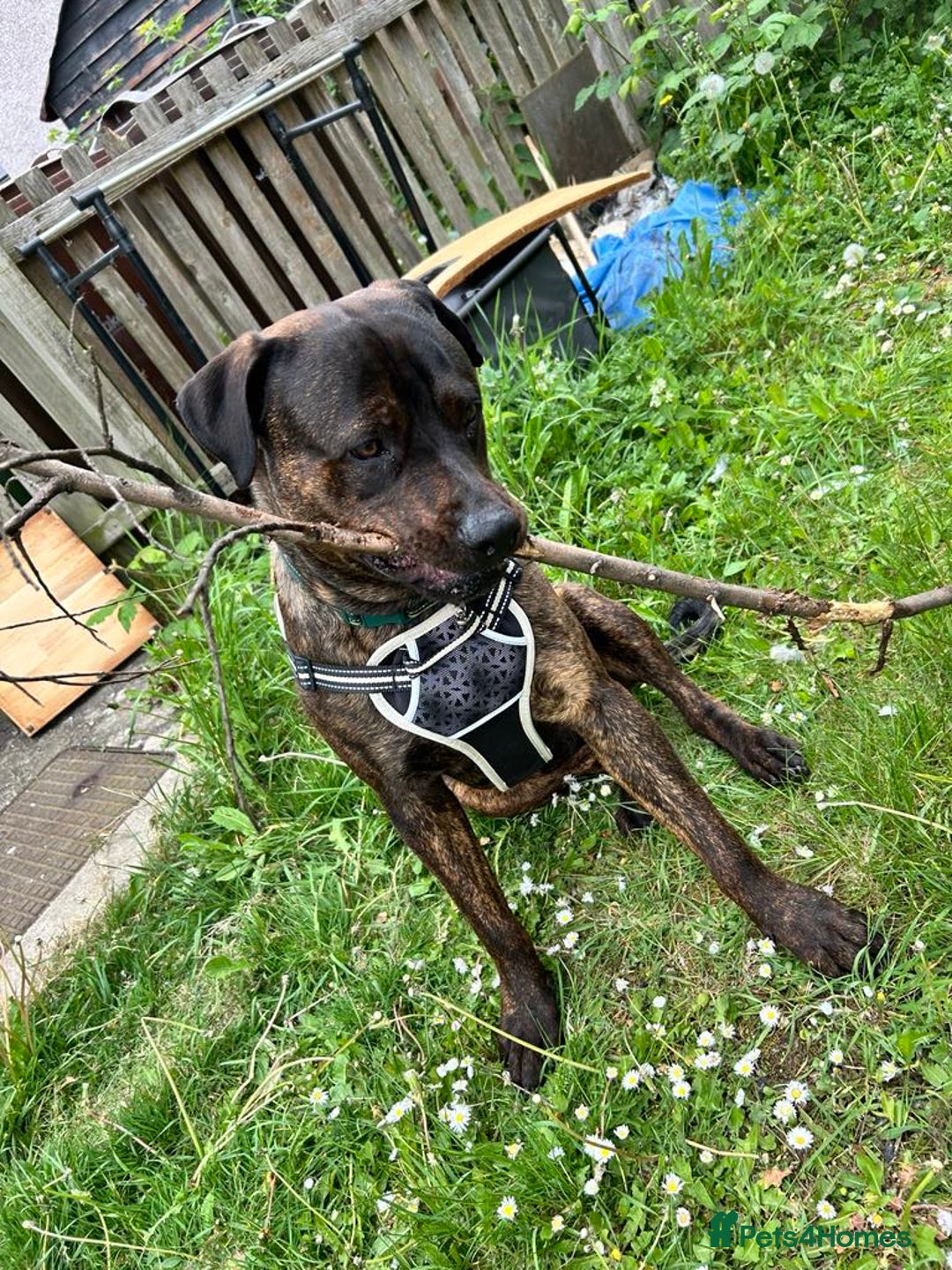 Mixed Breed dogs for sale: Maxiboy  - Image 3
