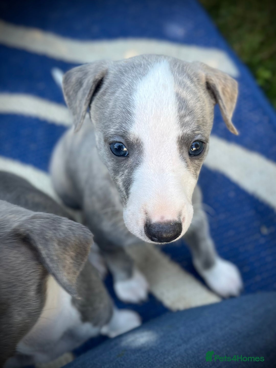 Whippet dogs for sale: Show Quality Blue Brindle KC Registered Whippets - Image 17