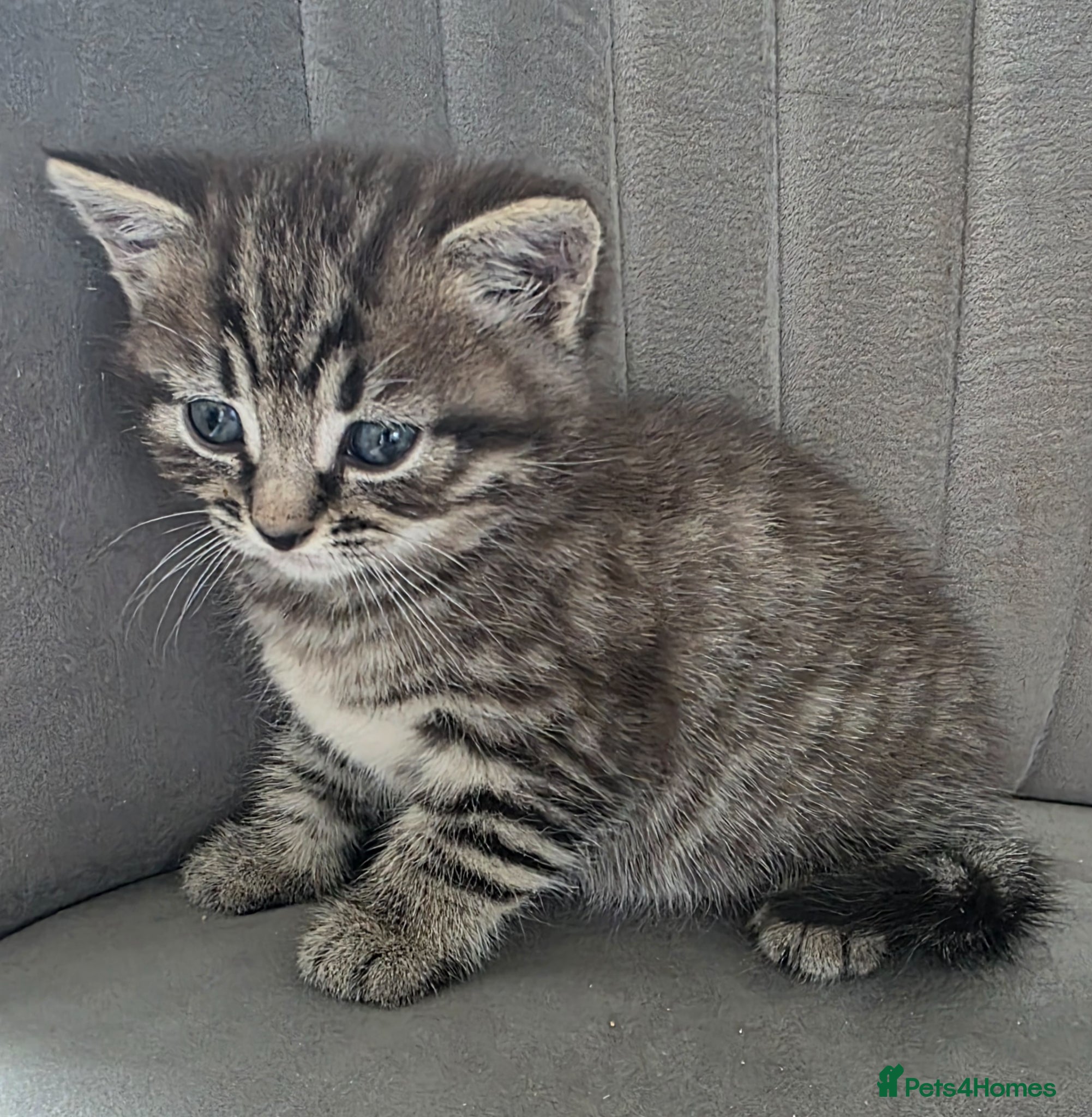 British Shorthair cats Beautiful Mixed British Shorthair Kittens - Advert 1