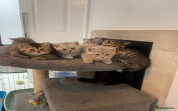 British Shorthair cats for sale: Fabulous, playful and healthy BSH kittens, rare - Image 5