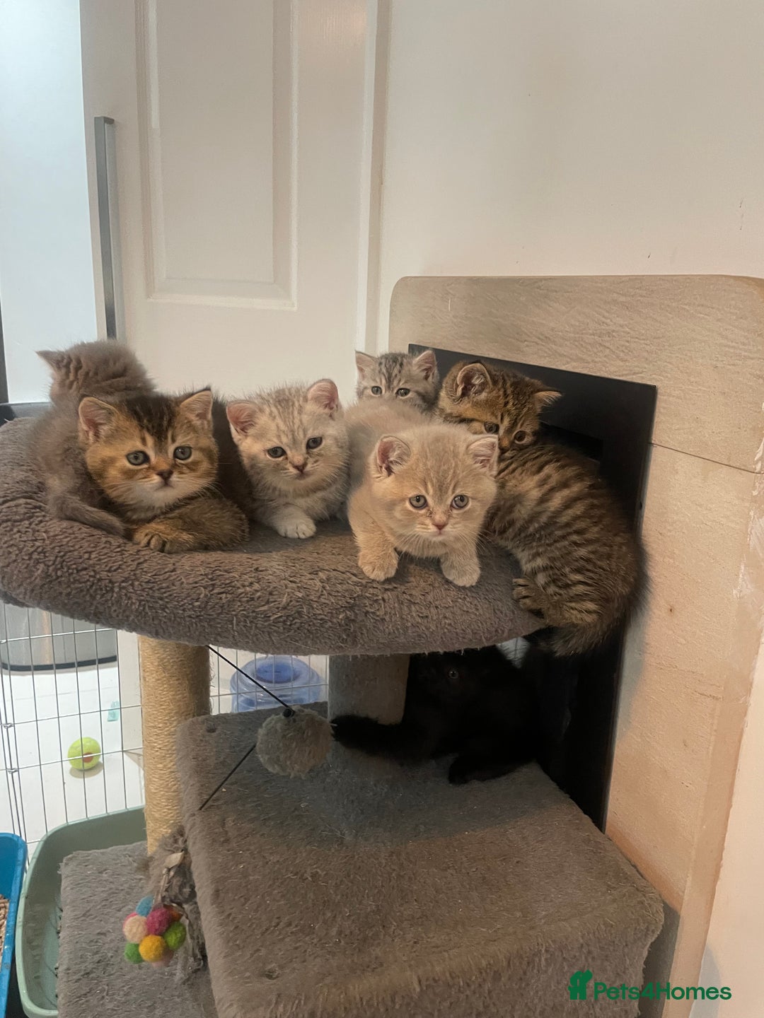 British Shorthair cats for sale: Fabulous, playful and healthy BSH kittens, rare - Image 5
