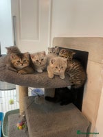 British Shorthair cats - Advert 11