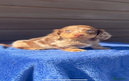 Miniature Dachshund dogs for sale: Long haired miniature Dashshund puppies  - Image 39