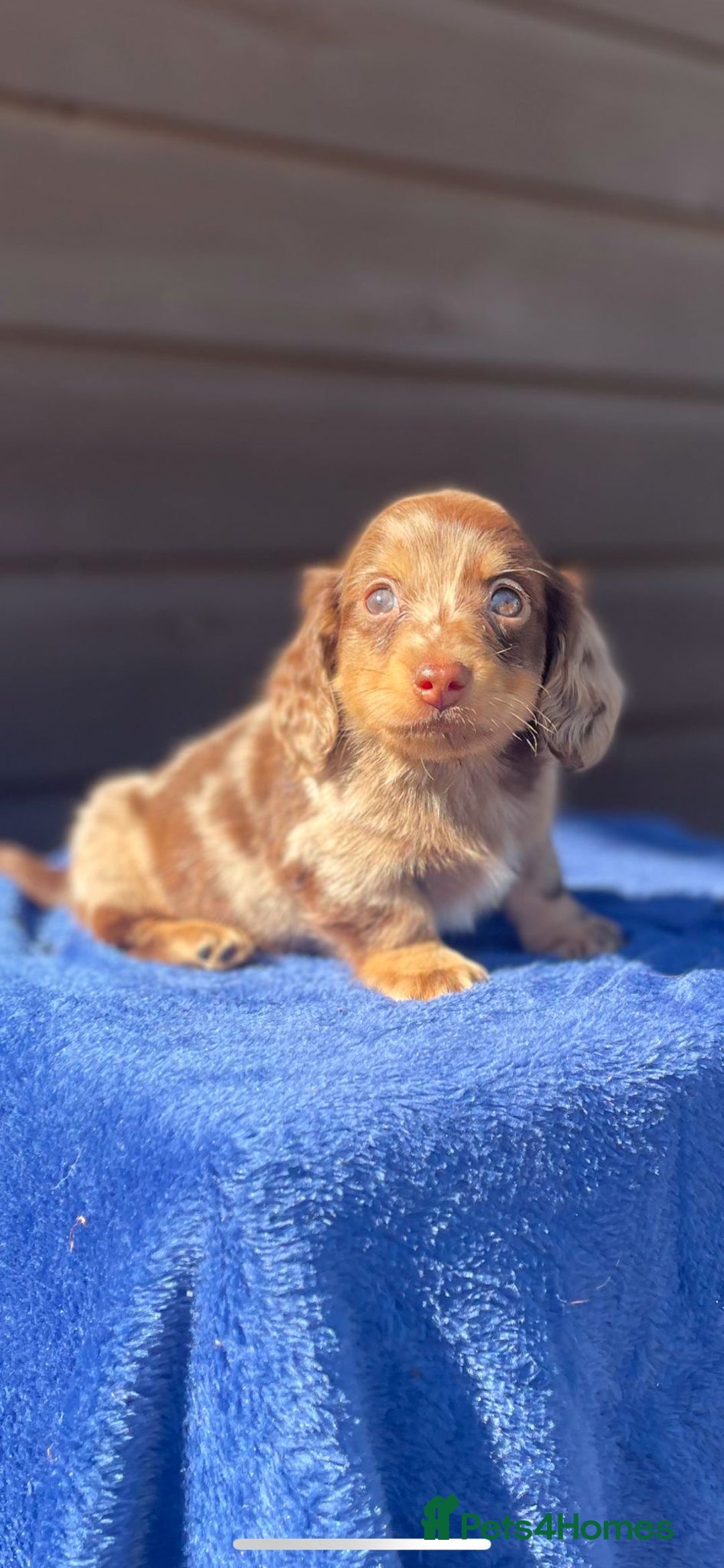 Miniature Dachshund dogs for sale: Long haired miniature Dashshund puppies  - Image 39