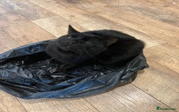 British Shorthair cats for sale: BLACK BRITISH SHORT HAIR CAT (comes with cat food) - Image 11