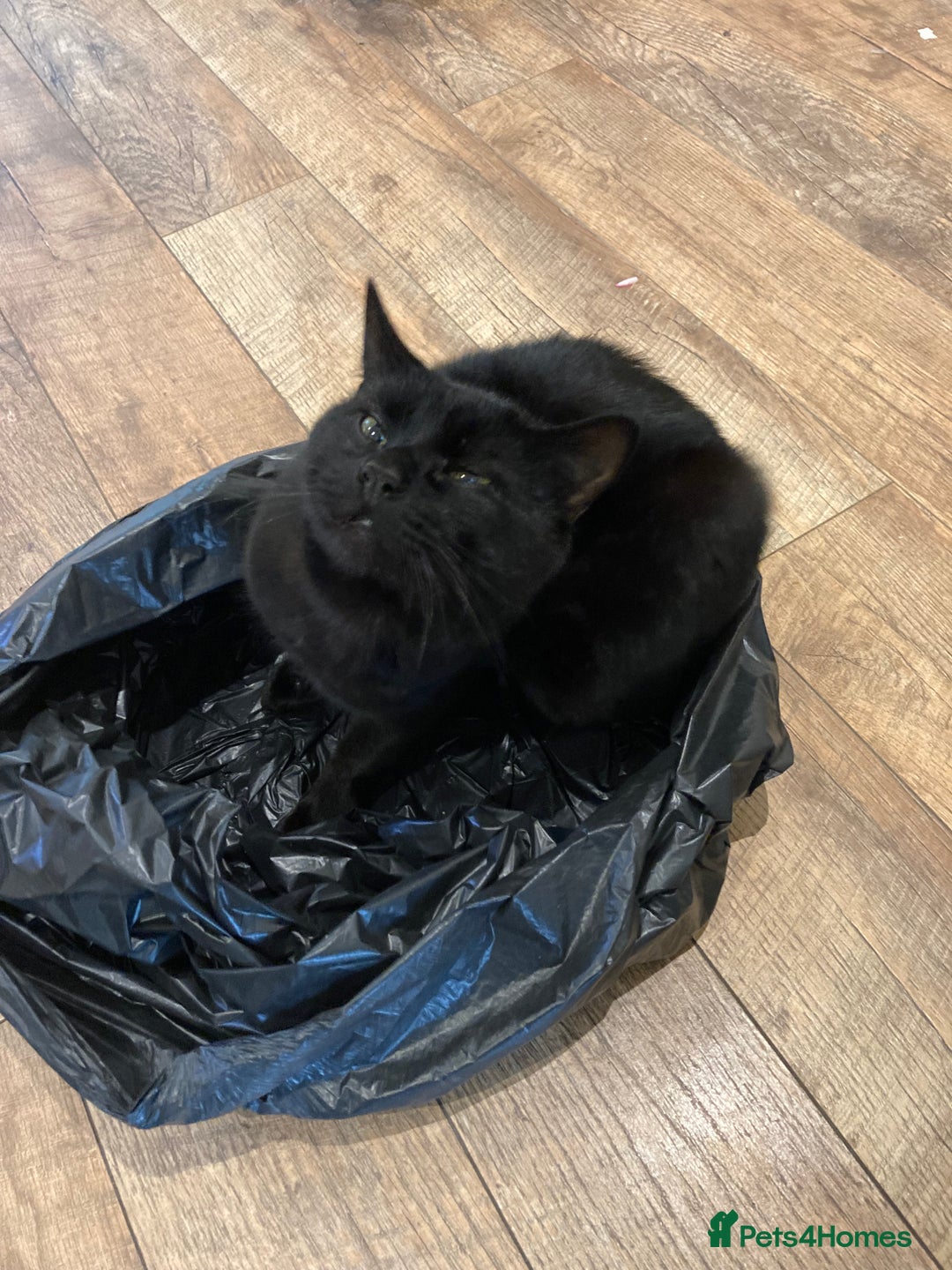 British Shorthair cats for sale: BLACK BRITISH SHORT HAIR CAT (comes with cat food) - Image 11