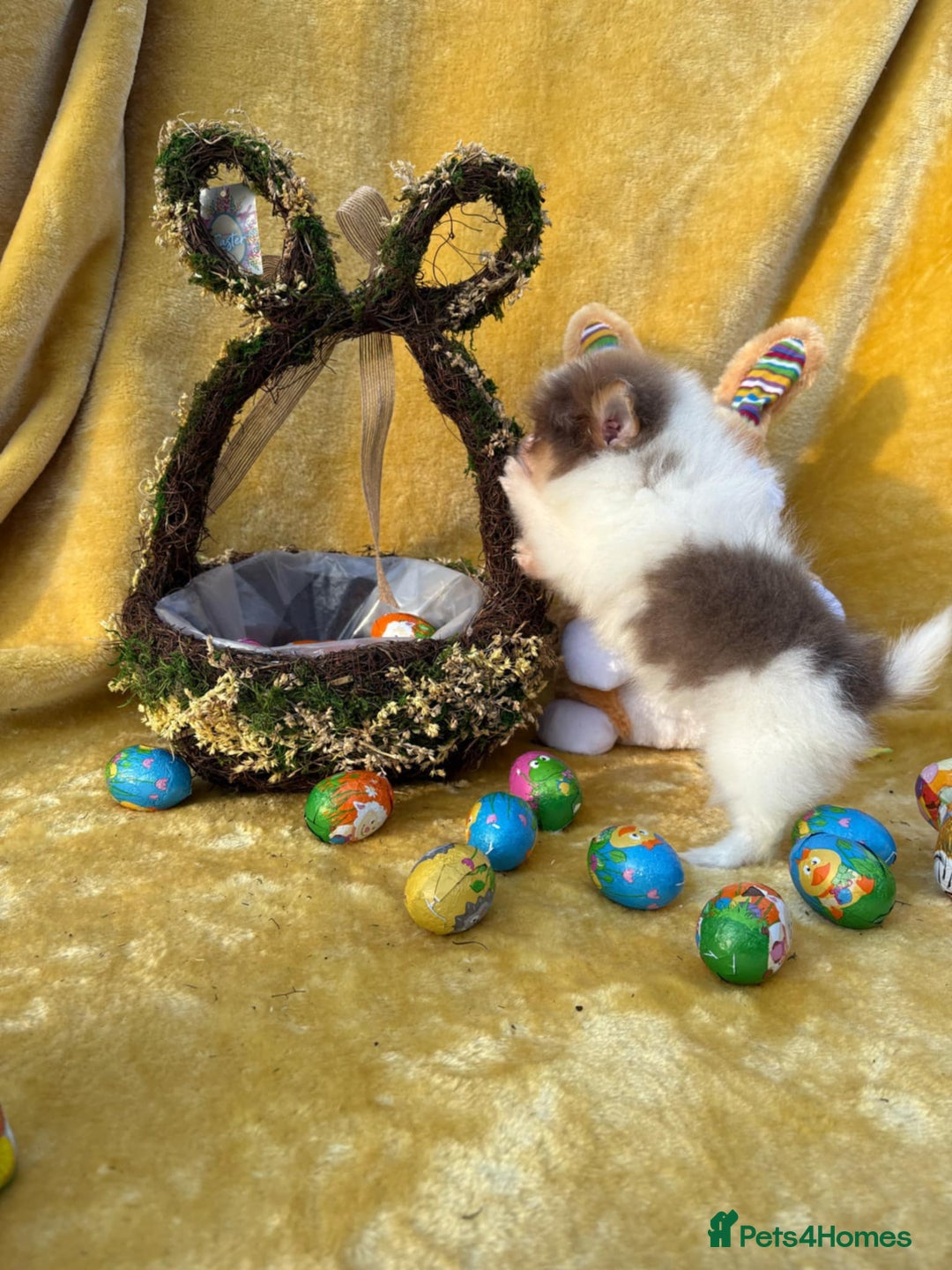 Pomeranian dogs for stud: Sheehan lord for stud in Liverpool - Advert 4