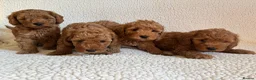 Cockapoo dogs for sale: F1b cockapoo puppies - DNA health test clear  - Advert 8