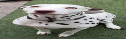 Dalmatian dogs for sale: Female dalmatian - Advert 9