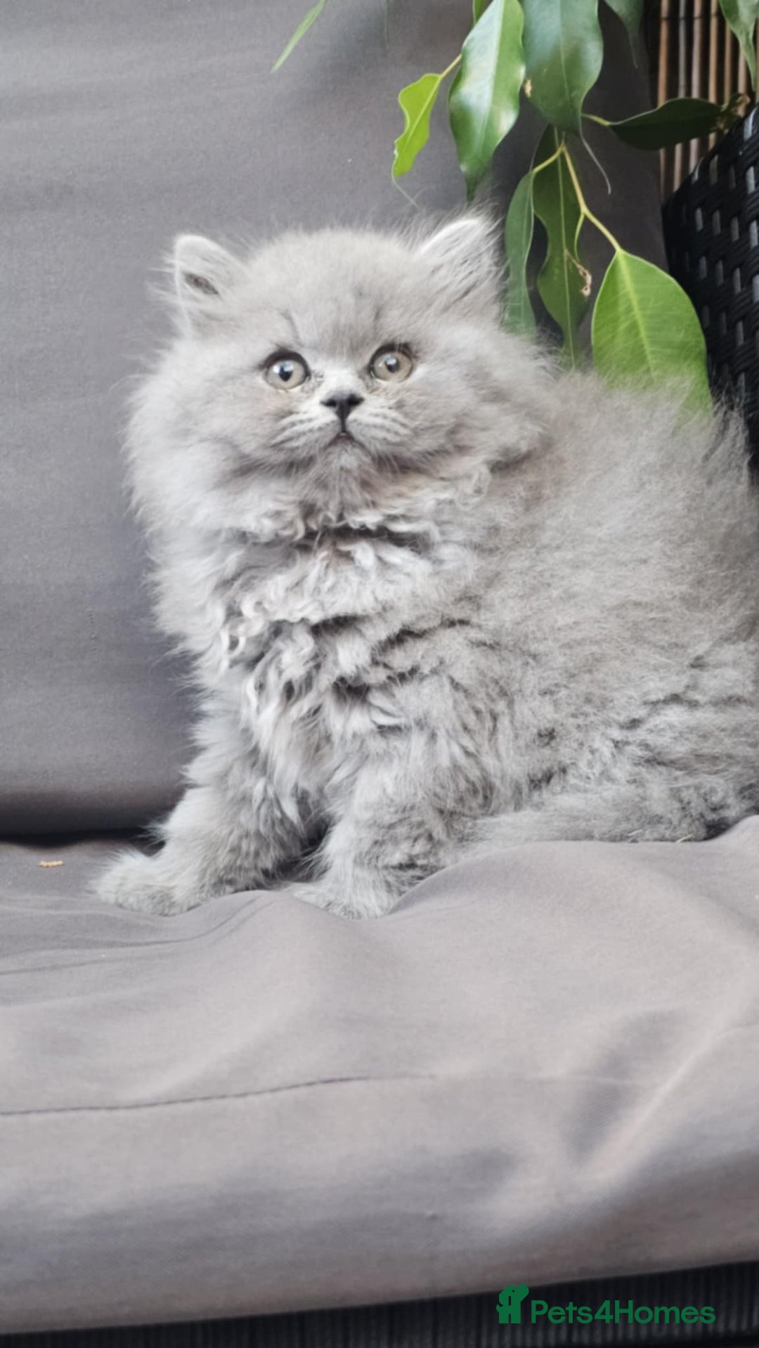 British Longhair cats for sale: GCCF  Show Quality Champion! - Image 12