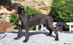 Whippet dogs for sale: Pedigree Whippet Purebred Girl now available - Image 10