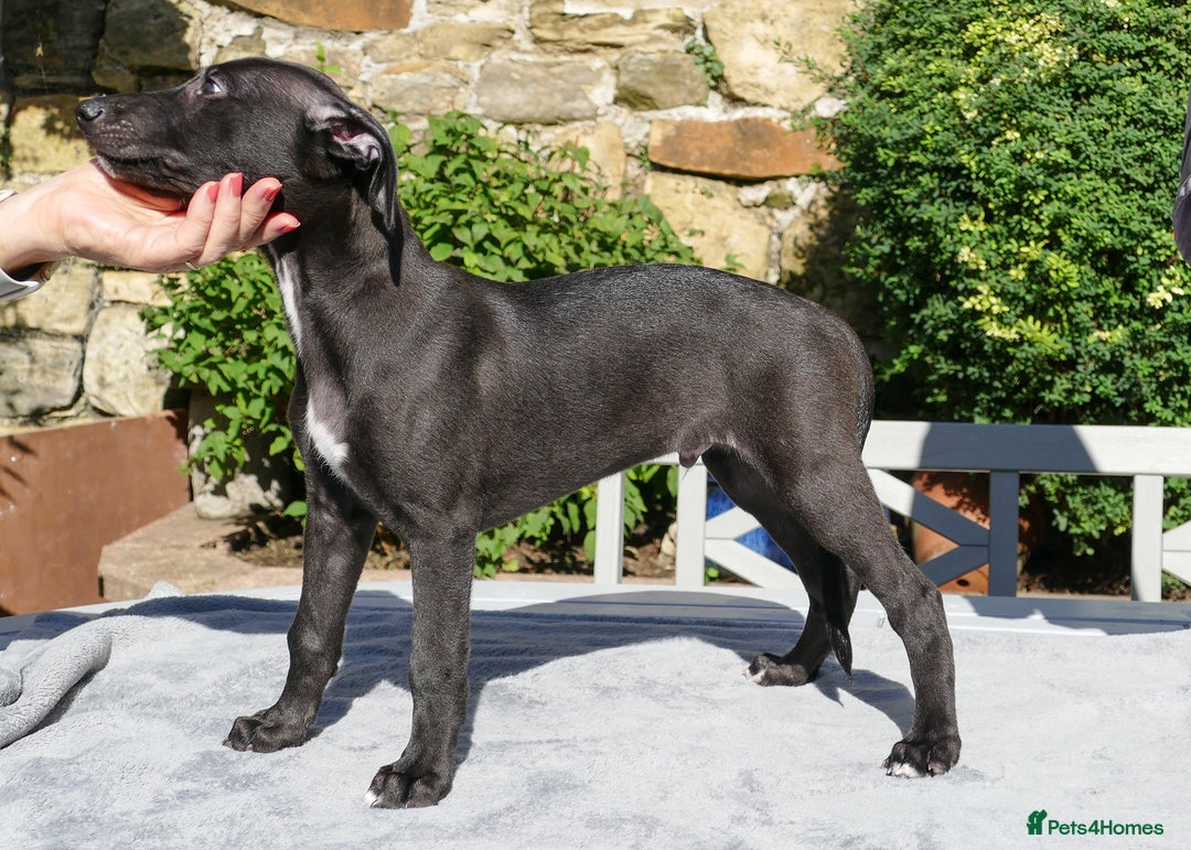 Whippet dogs for sale: Pedigree Whippet Purebred Girl now available - Image 10