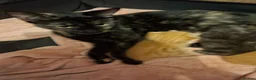 Mixed Breed cats for sale: Last female kitten - Advert 2