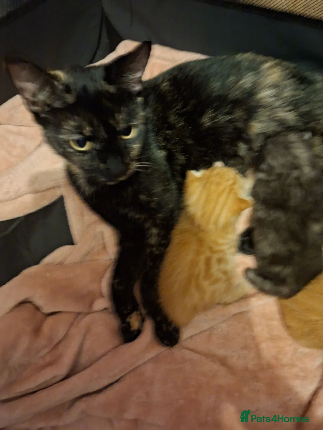 Mixed Breed cats for sale: Last female kitten - Advert 2