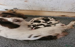 English Springer Spaniel dogs for sale: KC Working English Springer Spaniel puppies  - Image 21