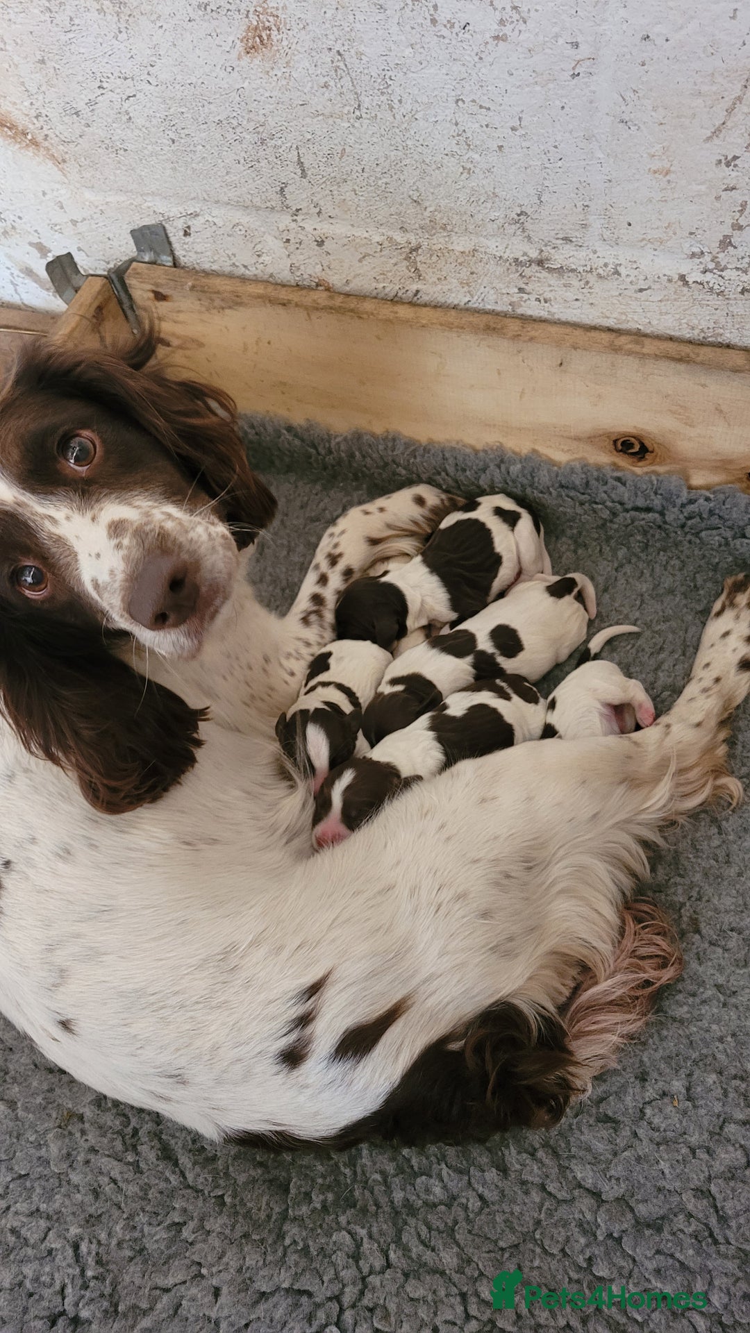 English Springer Spaniel dogs for sale: KC Working English Springer Spaniel puppies  - Image 21