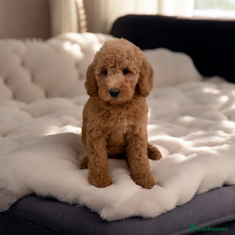 Australian Labradoodle dogs - Advert 3