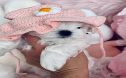Maltese dogs for sale: 🌟Stunning Tiny Korean Maltese KC Reg🌟 - Advert 35