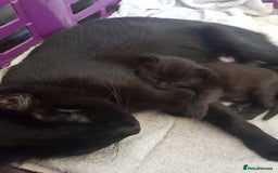 Mixed Breed cats for sale: Maine-Coone/Bombay Mixed Kitten - Image 7