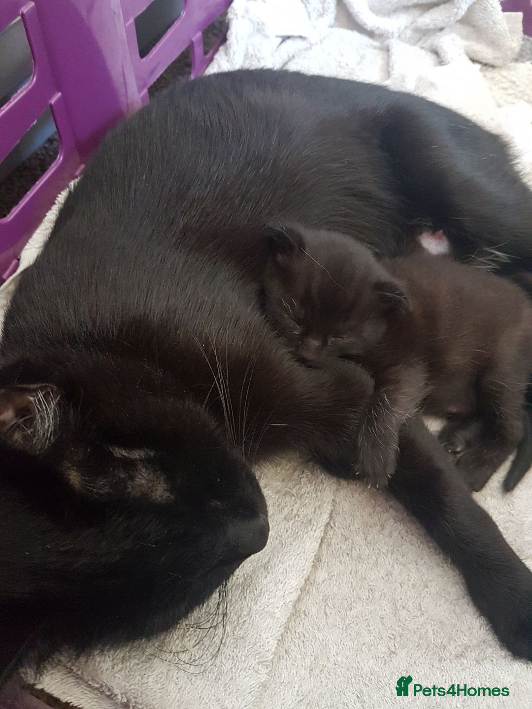 Mixed Breed cats for sale: Maine-Coone/Bombay Mixed Kitten - Image 7