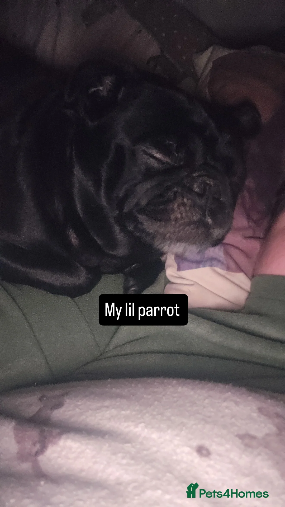 Pug dogs for sale: Loving, Cuddly Pug  - Image 6