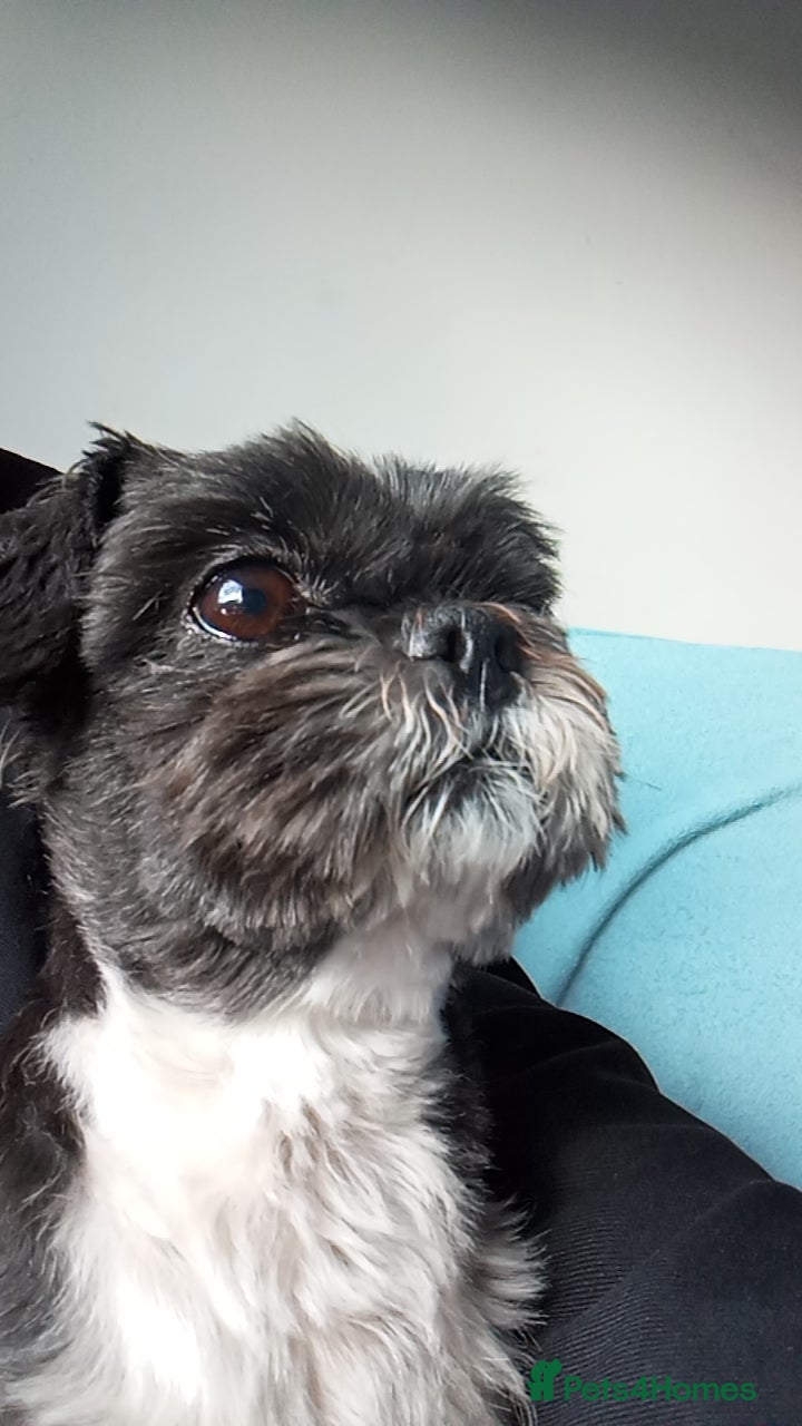 Shih Tzu dogs for sale: Shih Tzu Puppies From Small Imperial-Type Mum - Advert 4
