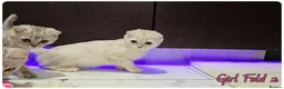 Scottish Fold cats for sale: Scottish Fold Kittens - Advert 5