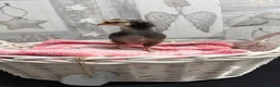 Chickens poultry for sale: Need to find there forever home  in Liverpool - Advert 27