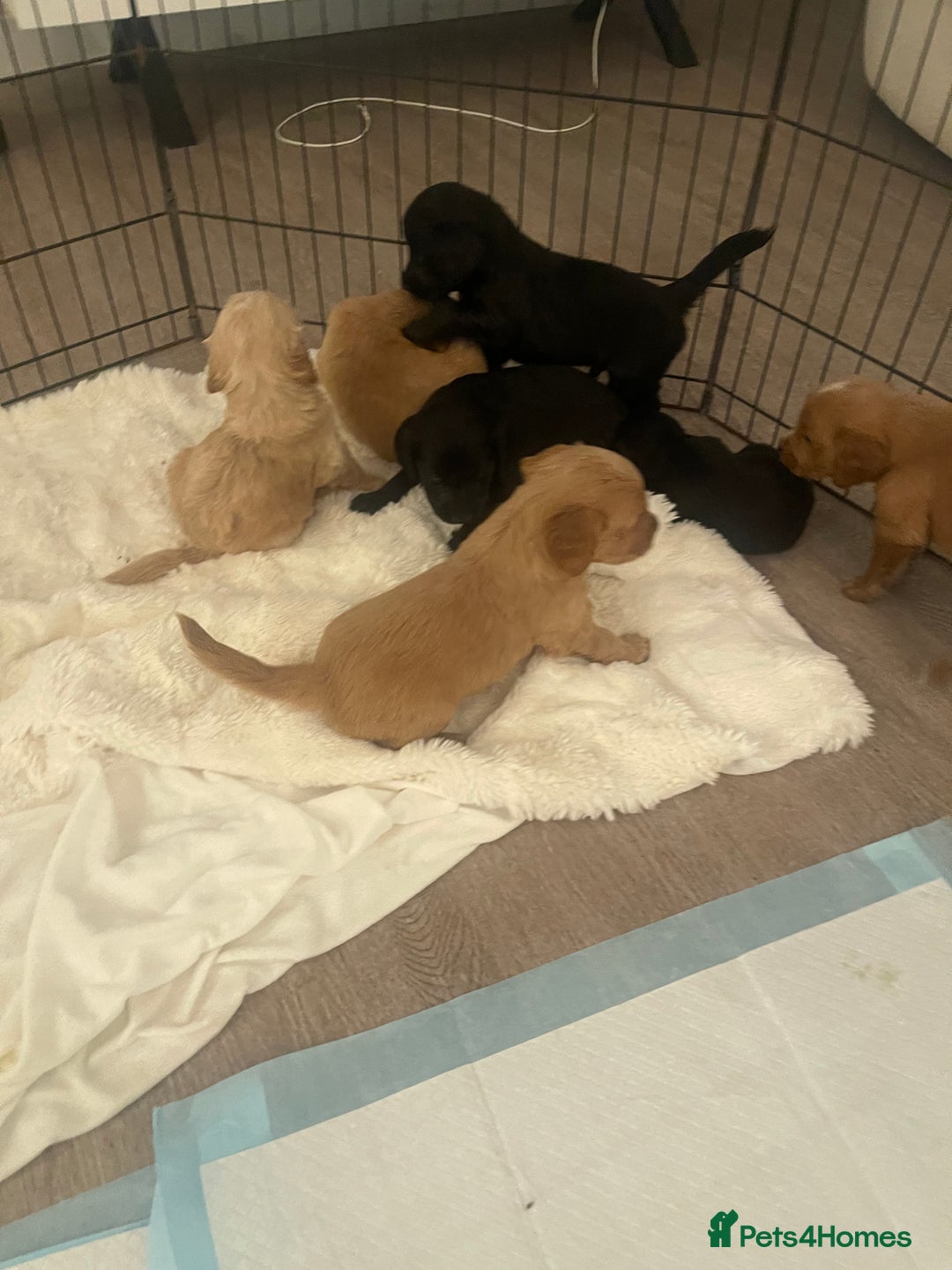 Mixed Breed dogs for sale: Gorgeous puppy’s  - Advert 6