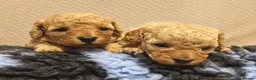 Cavapoo dogs for sale: Gorgeous Cavapoo Boy & Girl Available  in Southampton - Advert 18
