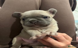 French Bulldog dogs for sale: French Bulldog Puppies – 2 Boys   - Image 1