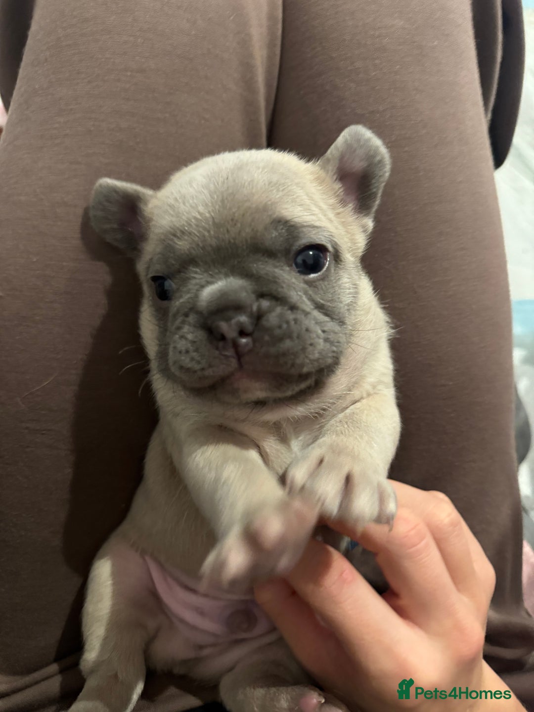 French Bulldog dogs for sale: French Bulldog Puppies – 2 Boys   - Image 1